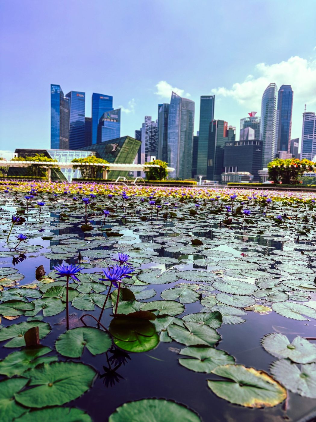 Singapore's Marina Bay skyline reflected in a pond of purple water lilies.